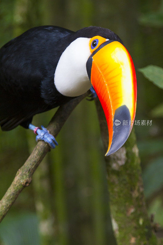 Foz do Iguaçu，热带鸟类